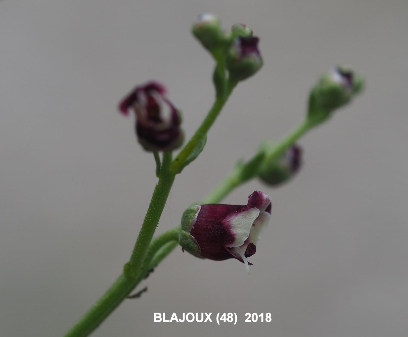 Figwort, Dog flower